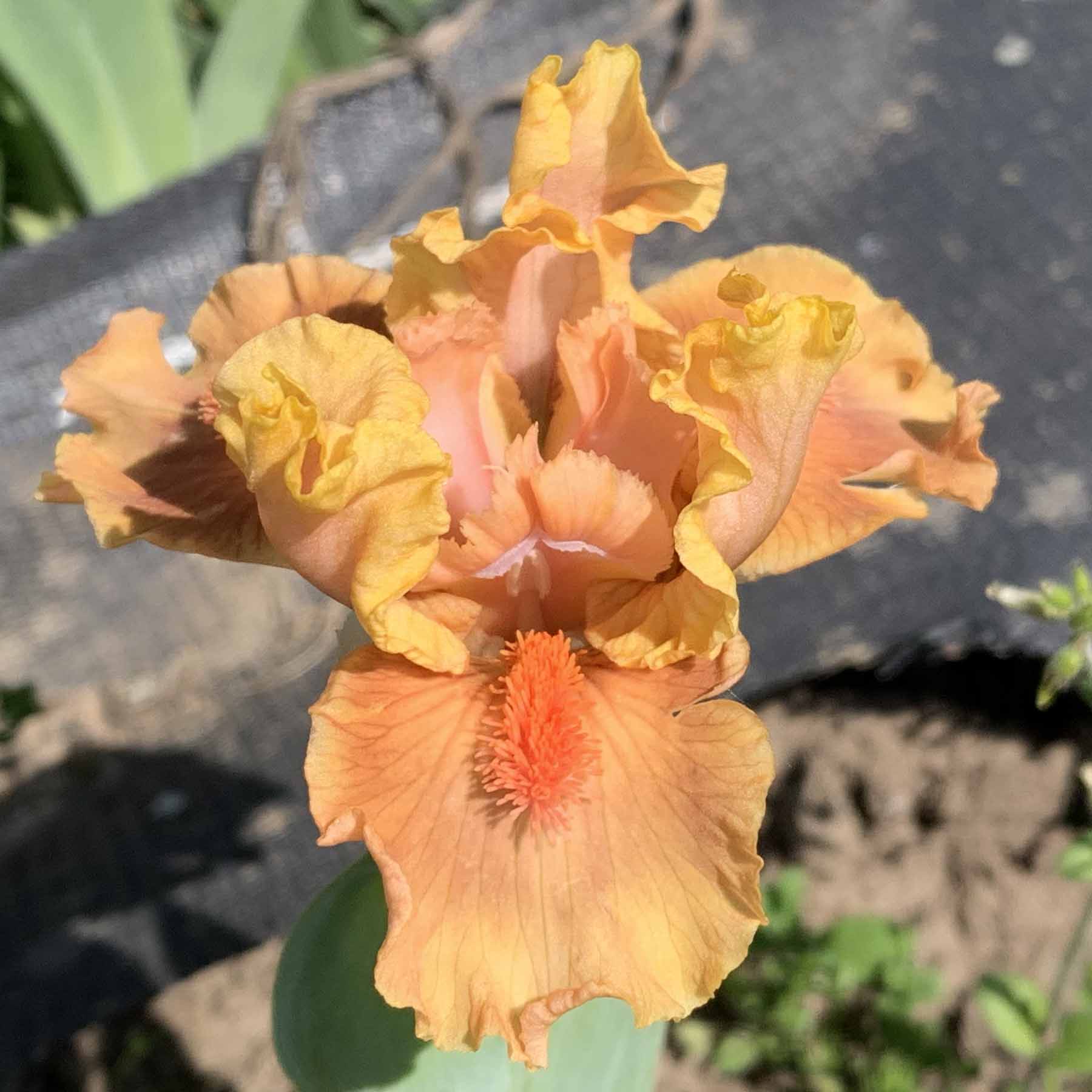 HEY LOOK AT ME  .jpg